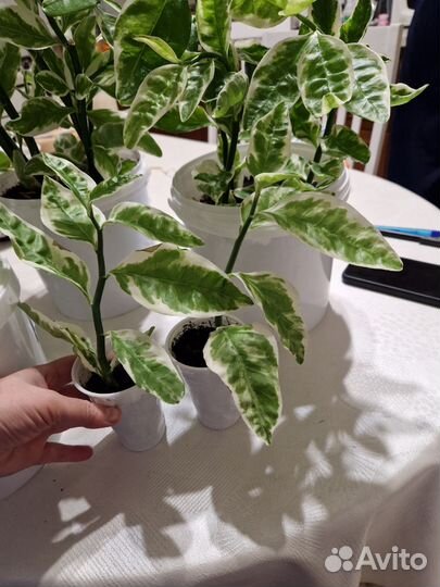 Педилантус