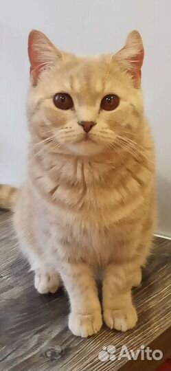 Кот британец