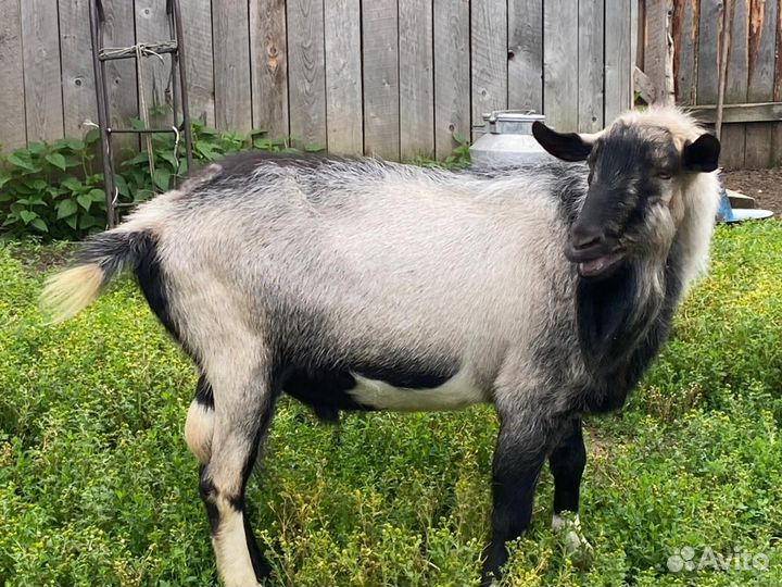 Козел на племя, альпийский