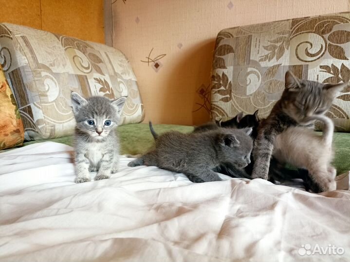 Кошки в добрые руки