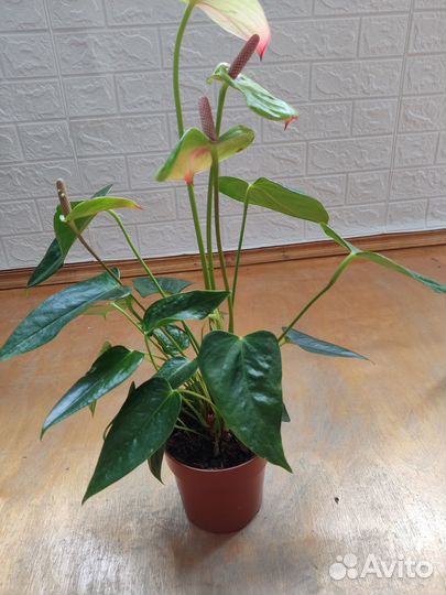 Антуриум Экзота