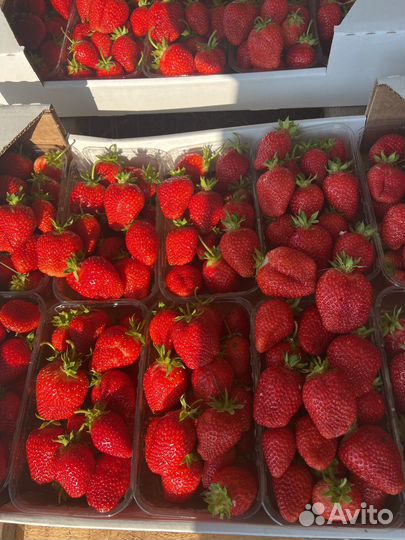 Клубника оптом от 100кг