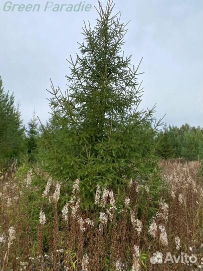 Ель обыкновенная