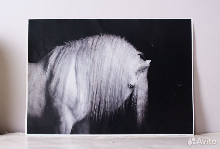 Авторский фотопринт с белой лошадью