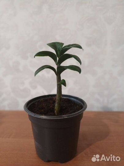 Замиокулькас жук. Замиокулькас черный