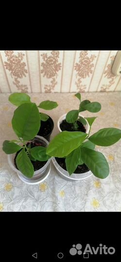 Лимонное дерево