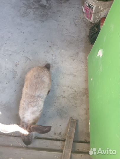 Кролики великаны