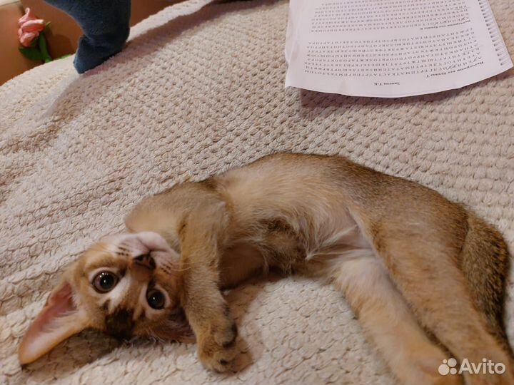 Котята Чаузи