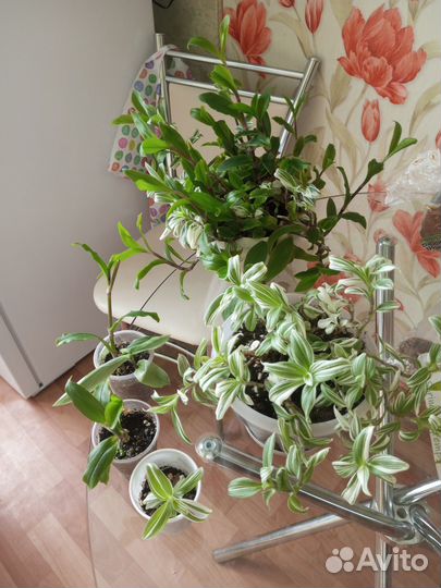 Традесканция