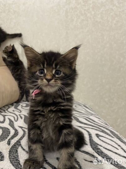 Котята мейн-кун