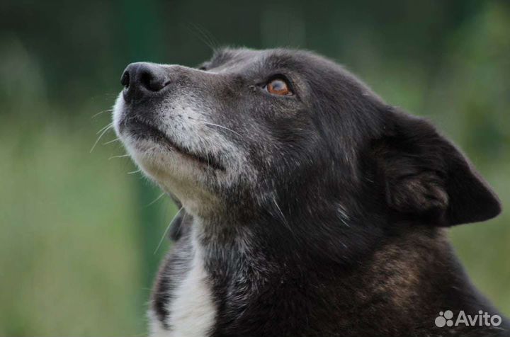 Собака Маруся