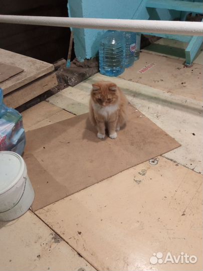 Найден котик рыжий