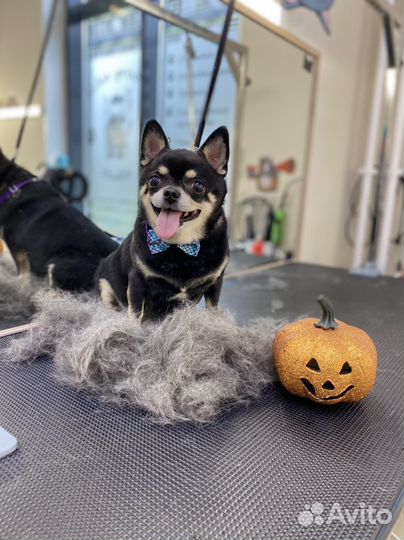 Стрижка собак, кошек