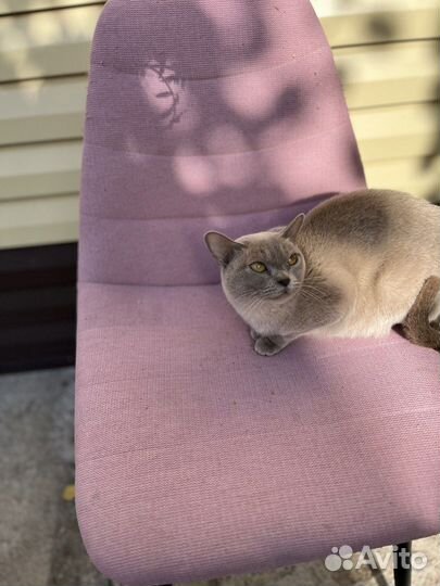 Бурманская кошка