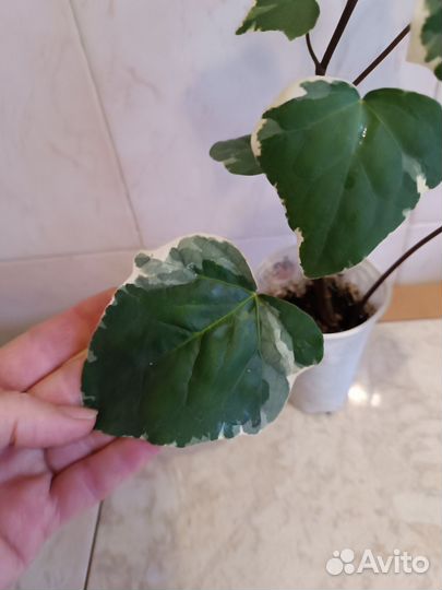 Плющ канарский