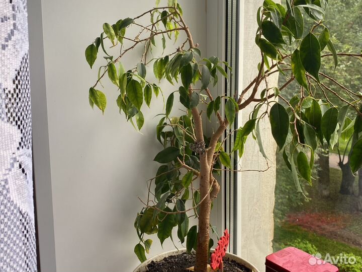 Комнатные растения