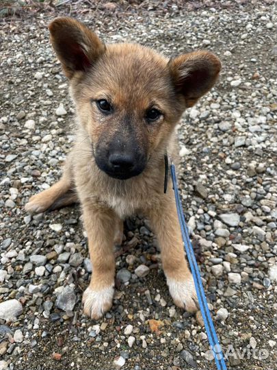 Собака щенок помесь овчарки