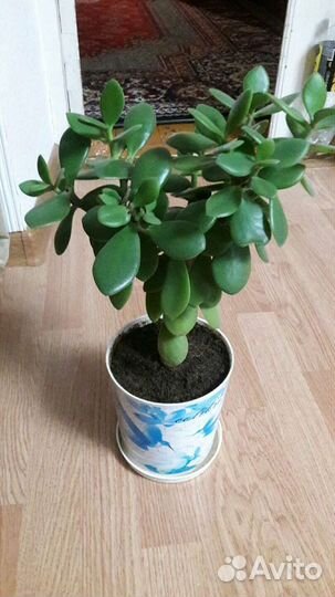 Комнатные цветы