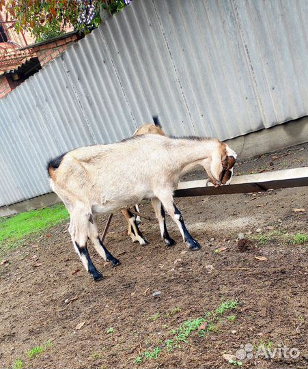 Нубийская коза 50