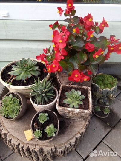 Суккуленты