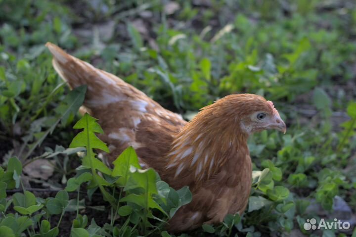 Куры Молодки Несушки доставка