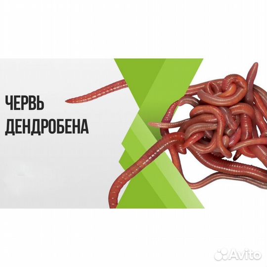 Червь дендробена 1.5-2г