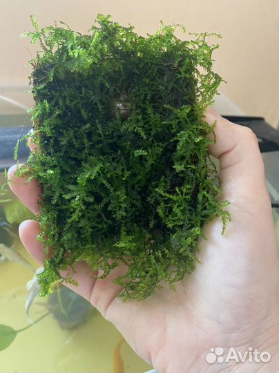 Мох для аквариума яванский,плакучий,маримо