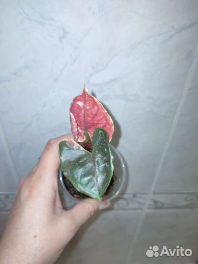 Сингониумы клубничный лёд, серый призрак, триколор