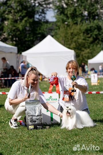 Собака для съемок в кино, рекламе, фотосессий