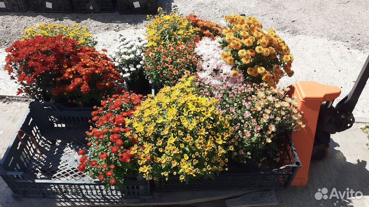 Хризантема шаровидная кустовая