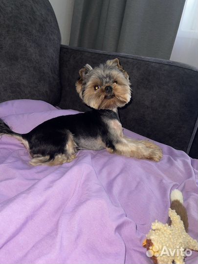 Йоркширский терьер вязка