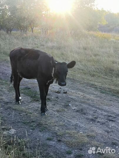 Телята телочки