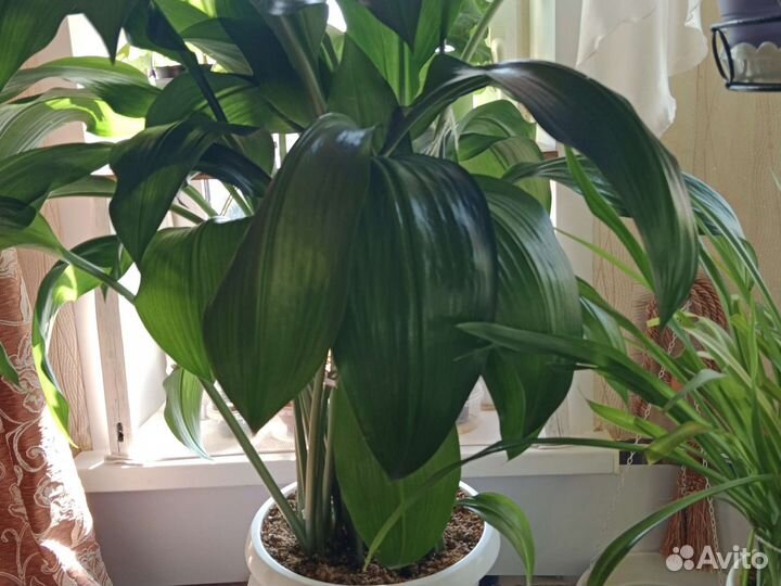 Эухарис амазонская лилия