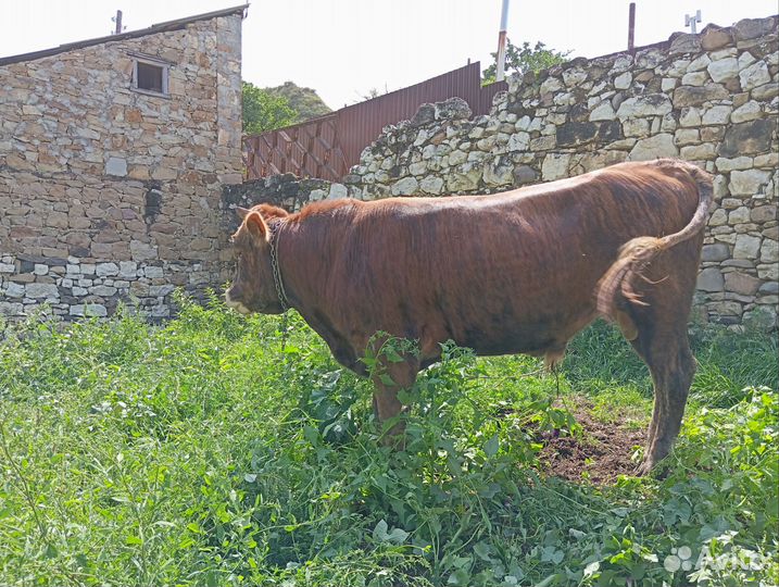 Корова бык бычок телята