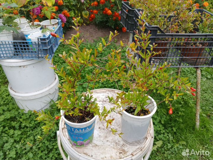 Гранат Комнатный