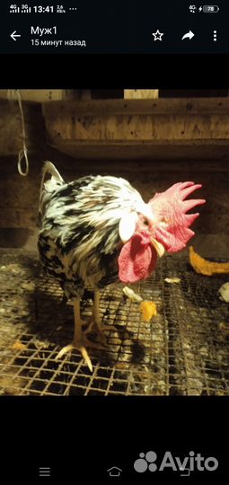 Петухи порода Легорн долматинец