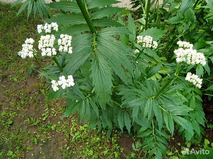 Валериана лекарственная