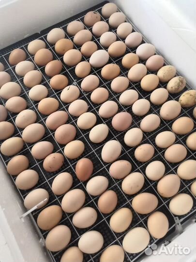 Инкубационное куриное яйцо домашнее