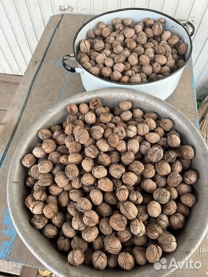 Грецкий орех урожай ноябрь 2024