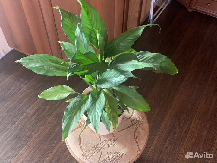 Спацифиллум