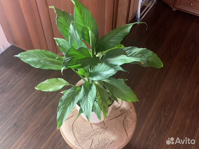 Спацифиллум