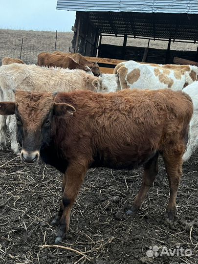 Бычки подсосные