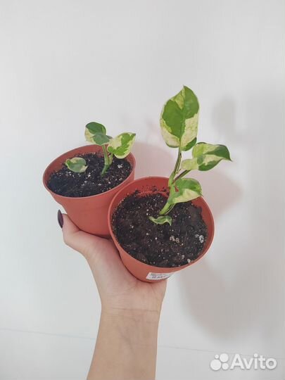 Нефролепис, эпипремнум Эн Джой