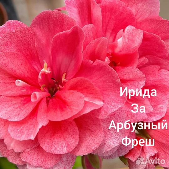 Пеларгония герань