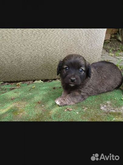 Маленькая дворняжка