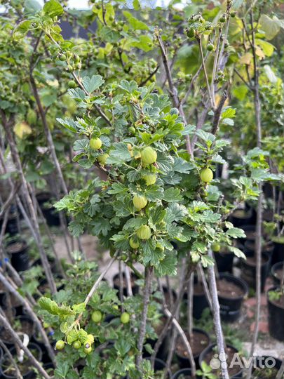 Смородина и крыжовник на штамбе