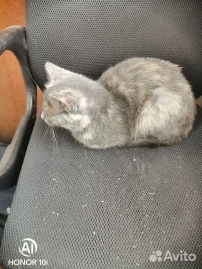 Кошка в дар
