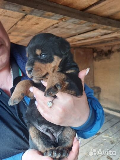 Щенки ротвейлера