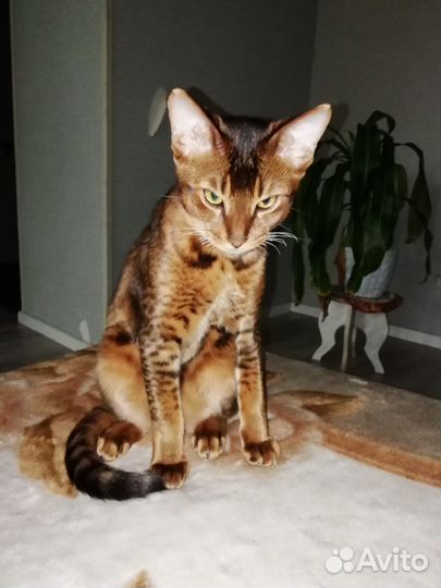 Кошки