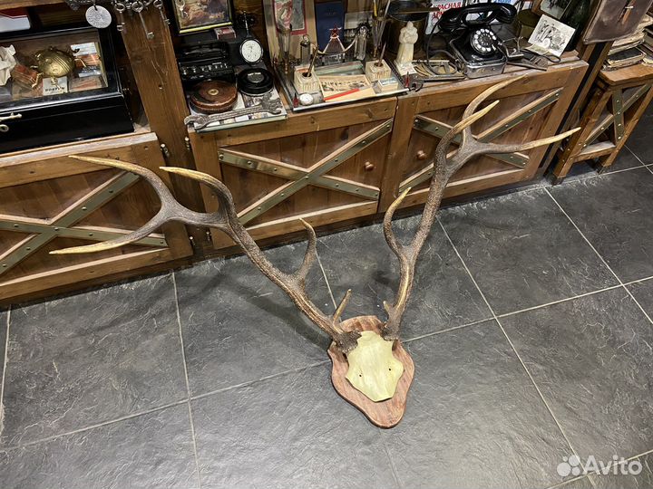 Огромные трофейные оленьи рога